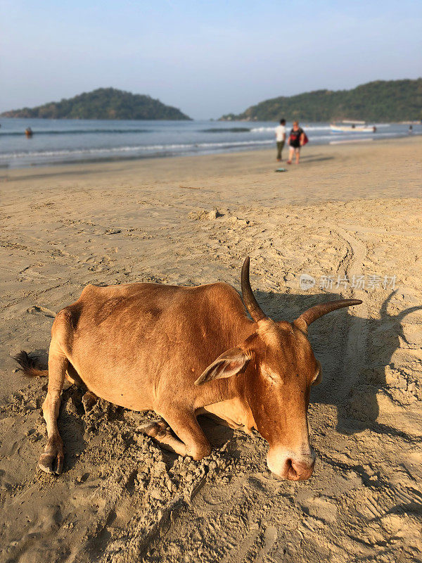 野生圣牛在印度果阿海滩度假胜地晒日光浴/睡觉